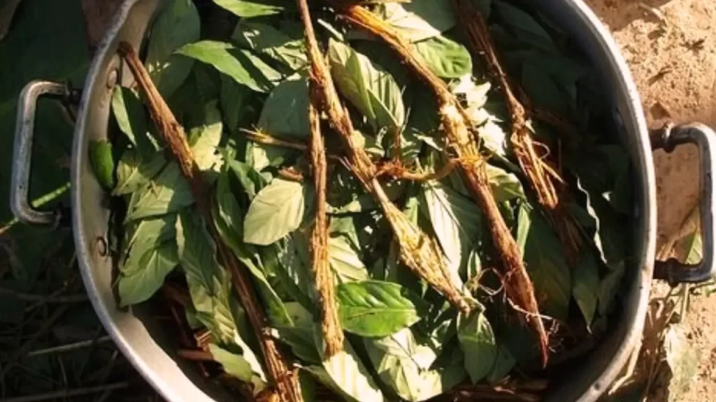 preparo da medicina ritial da ayahuasca
