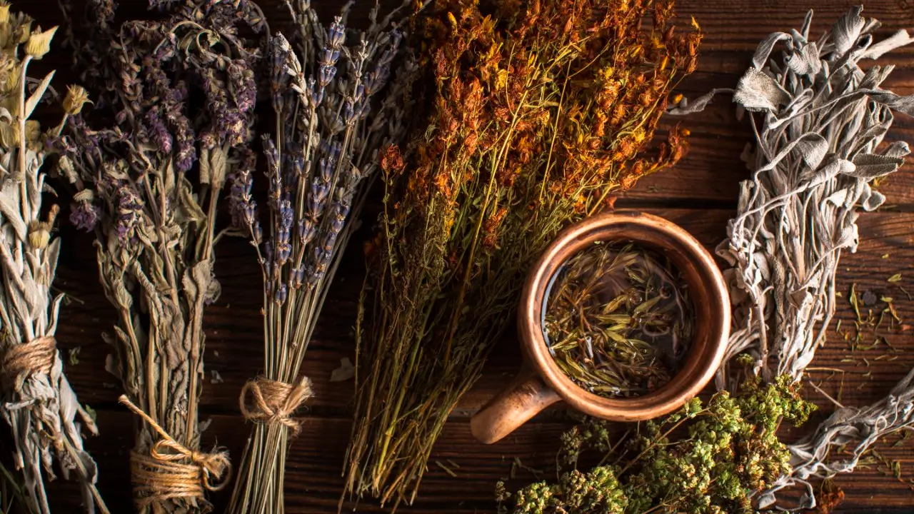 plantas medicinais brasileiras