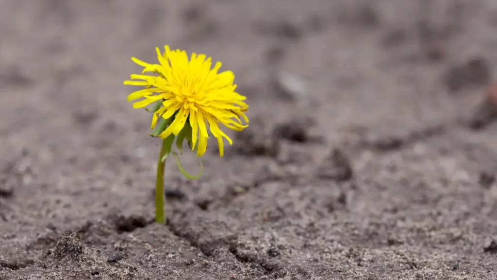 Flor brotando no concreto, símbolo de resiliência e renascimento. símbolo da paz e resiliência