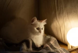 Gato espiritual repousando ao lado de cristais energéticos” gatos e espiritualidade